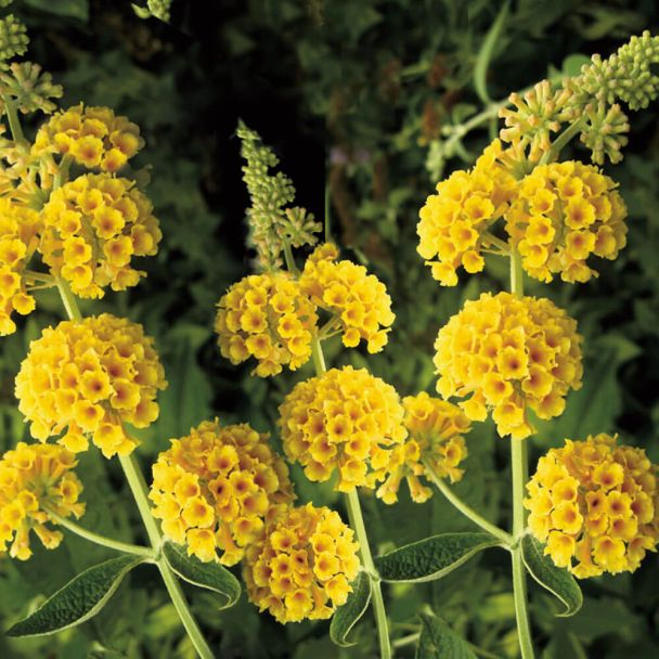 Sommerflieder Sungold Buddleia (Gelb)