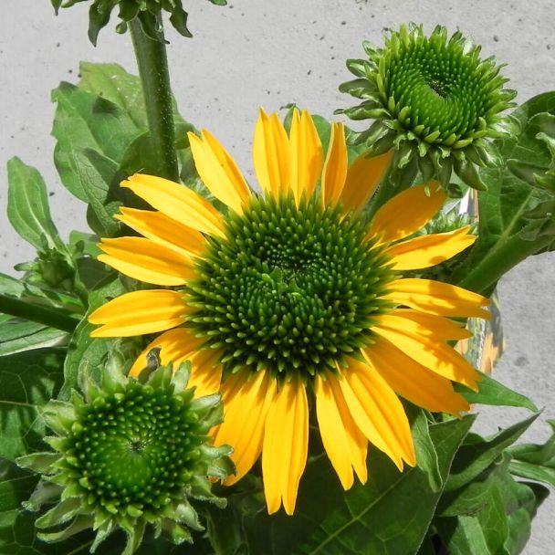 Gelber Scheinsonnenhut XL