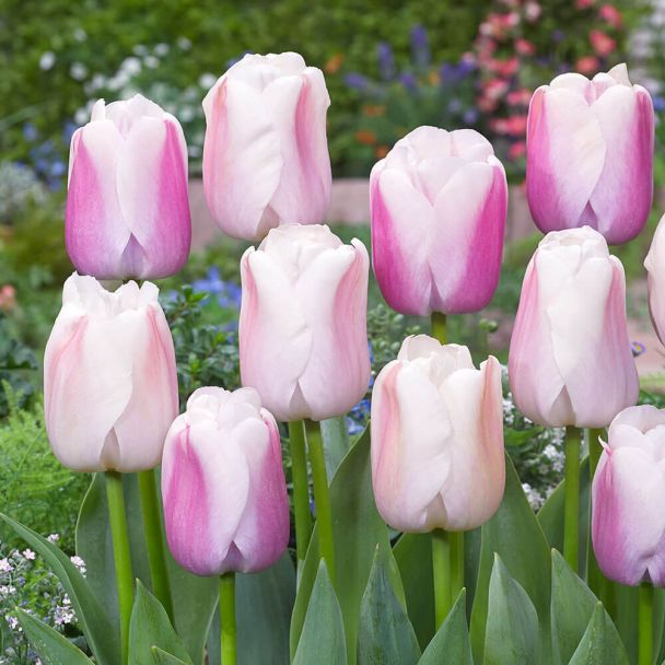 Tulpe Pastel Passion
