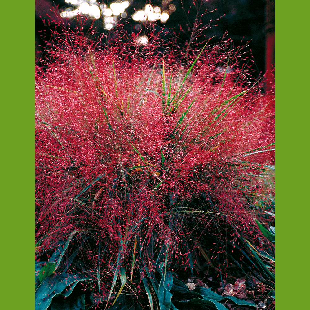 BIO Liebesgras (Eragrostis spectabilis) kaufen | Ahrens Sieberz ...