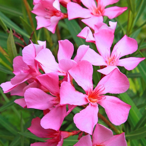 Duft- Oleander, Pink