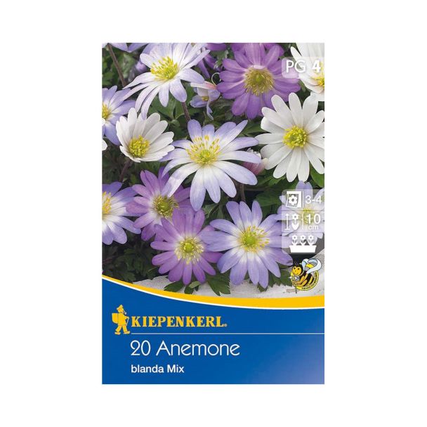 Garten-Anemonen Mischung blanda