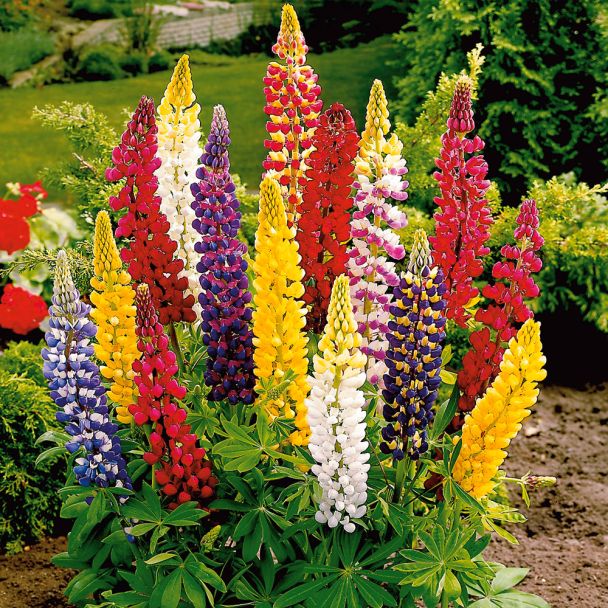 Riesen-Lupinen-Mischung
