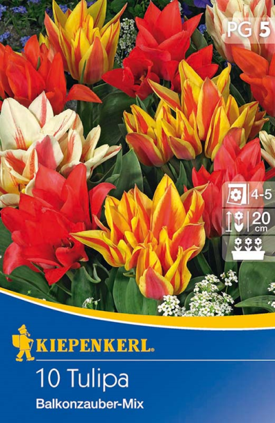 Mehrblütige Tulpe `Balkonzauber Mix` - Blumenzwiebel