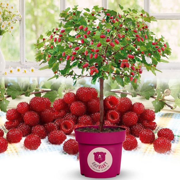 HimbeerBaum Raspbeary® kaufen Ahrens+Sieberz Pflanzenversand