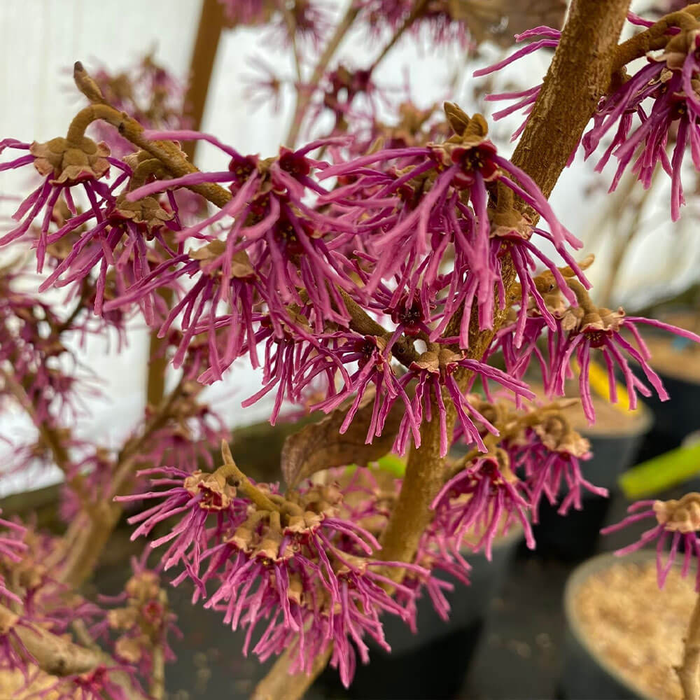 Zierstrauch Amethyst Hamamelis kaufen Ahrens+Sieberz