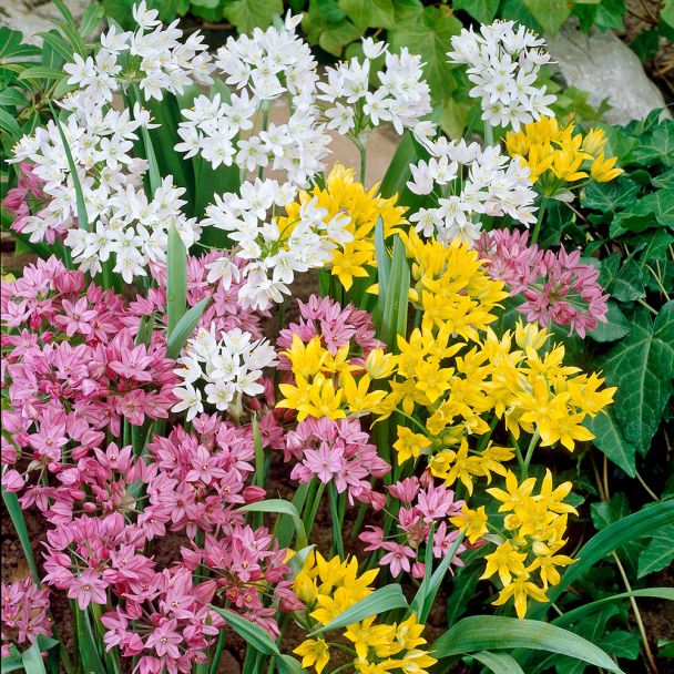 Bunter Allium-Mix