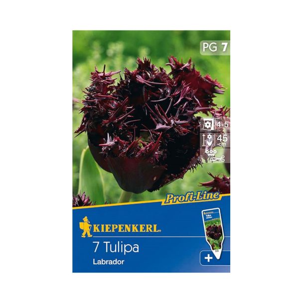 Tulpe `Labrador` - Blumenzwiebel