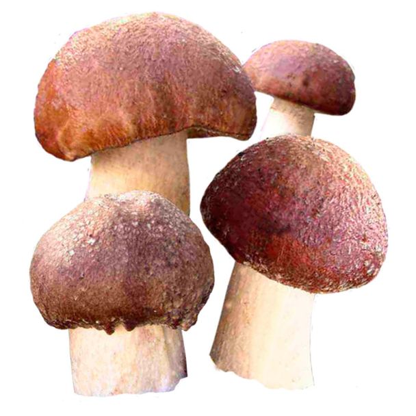 'Braunkappen' Waldgarten-Pilze