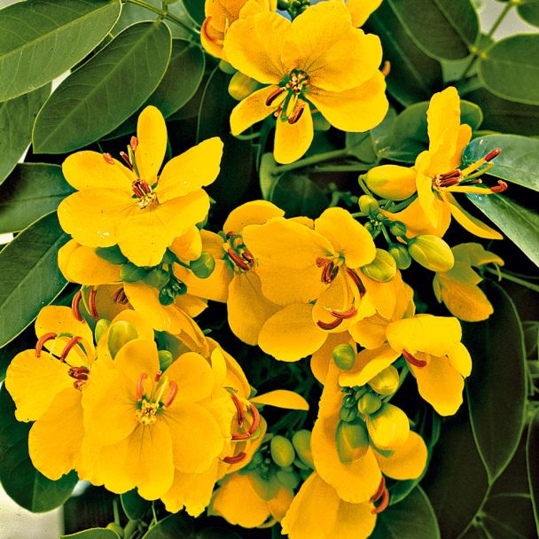 Goldgelbe Cassia