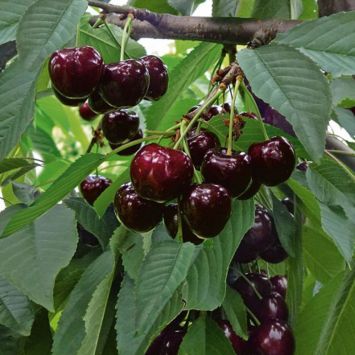 Kirsche Swing die Selbstfruchtende