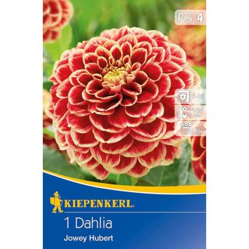 Dahlien Jowey Hubert