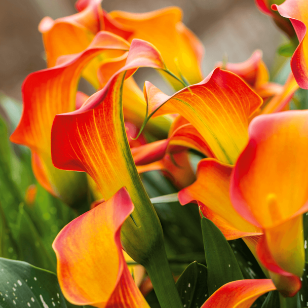 Calla Morning Sun