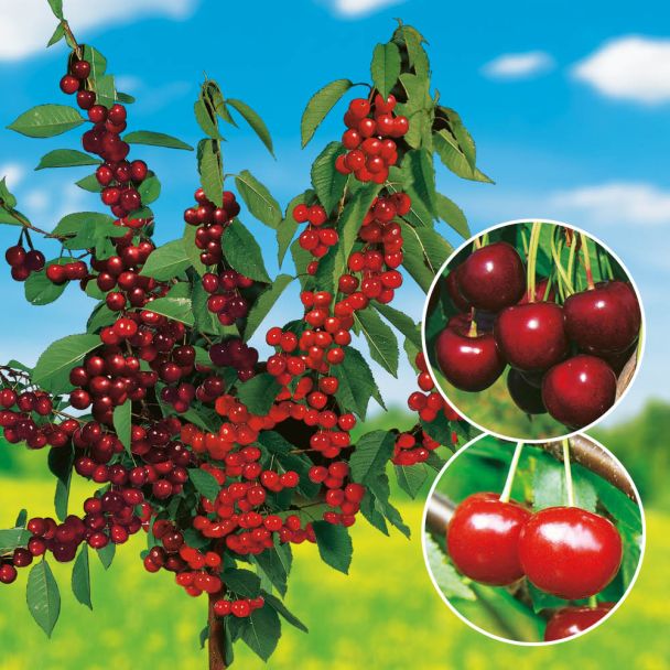 Süßkirsch-Sauerkirsch Duo -Obstbaum