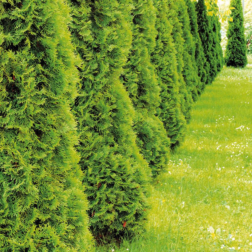 Smaragd-Thuja Heckenpflanzen | Immergrne Hecken | Hecken | Blh &  Ziergehlze | Ahrens+Sieberz - Pflanzenversand & Gartenbedarf