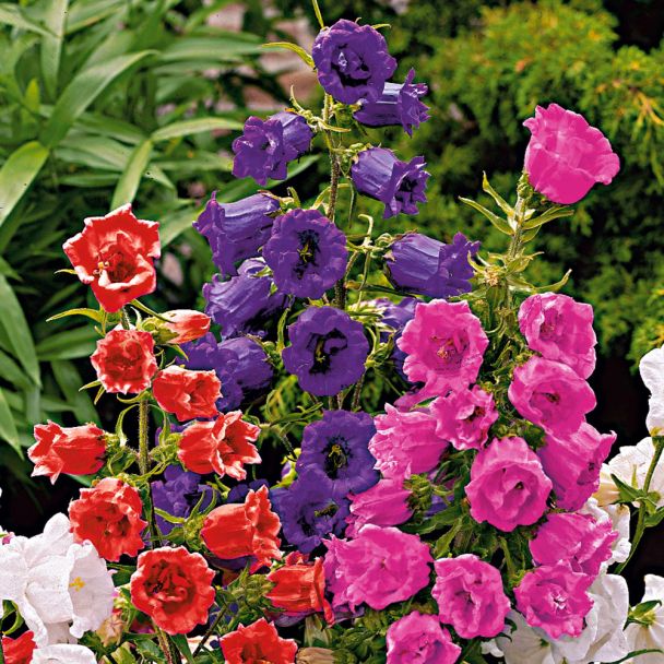 Glockenblumen, violettblau