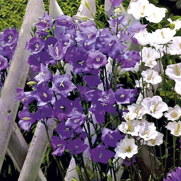 Glockenblume, blau
