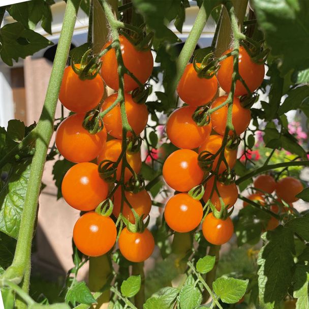 'CherryGold' F1 - veredelte Mini-Cherry-Tomate