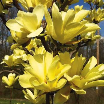 Magnolie Yellow Lantern