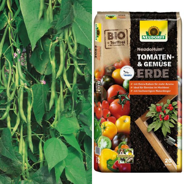 Bohne Isabel + Erde (Sparangebot)