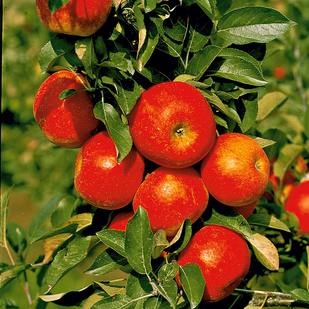 U-Form-Winterapfel | - Orangen-Renette\' Äpfel Gartenbedarf & | \'Cox | Pflanzenversand Obst Ahrens+Sieberz U-Form-Obstgehölze |
