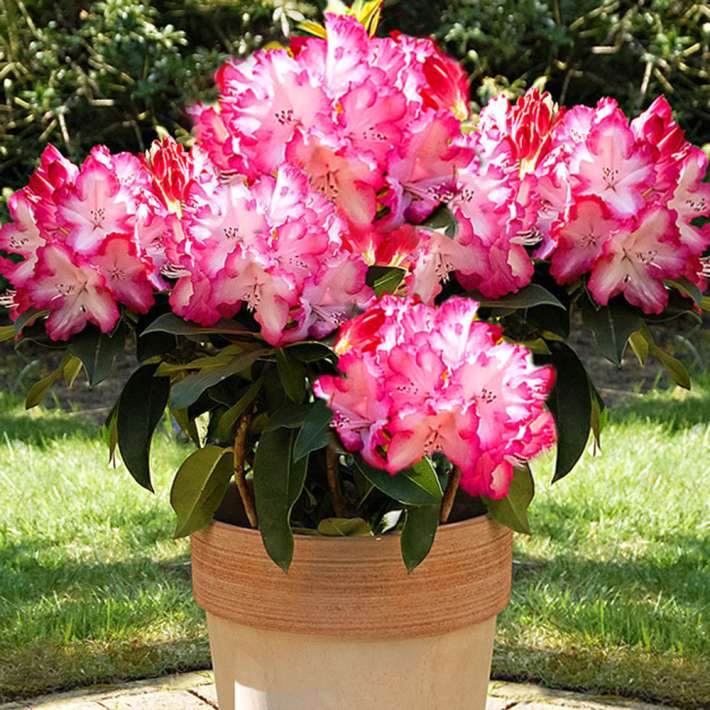 XXL® Rhododendron Rhododendren & Azaleen Sträucher & Bäume Blüh