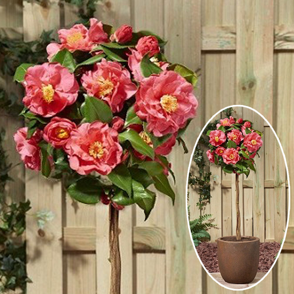 Camellia jap. 'Dr. King' Stamm Kamelien Sträucher & Bäume Blüh