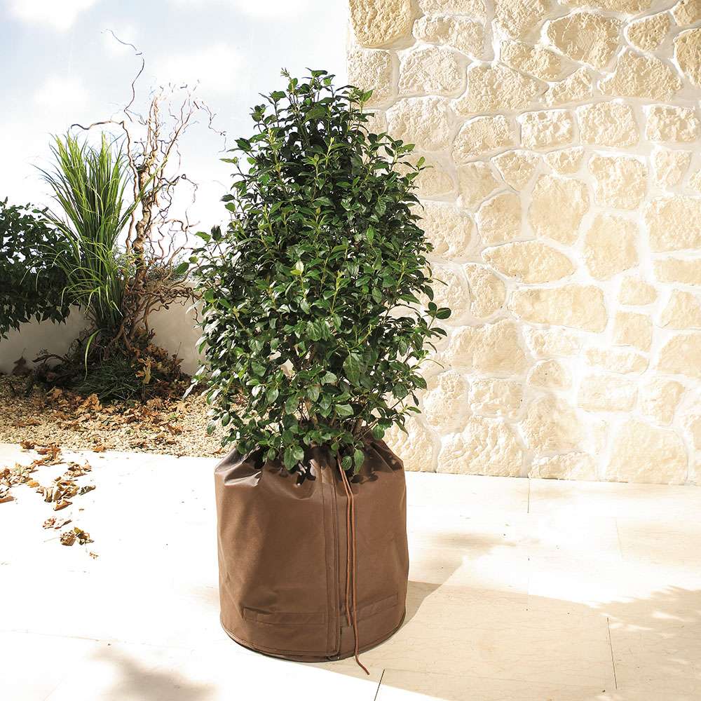 amplissimum variegata Epipremnum amplissimum 