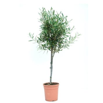 Olivenbaum Ministamm