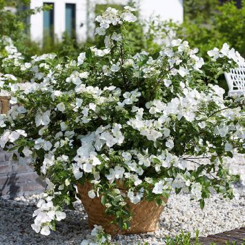 Hortensie Runaway Bride