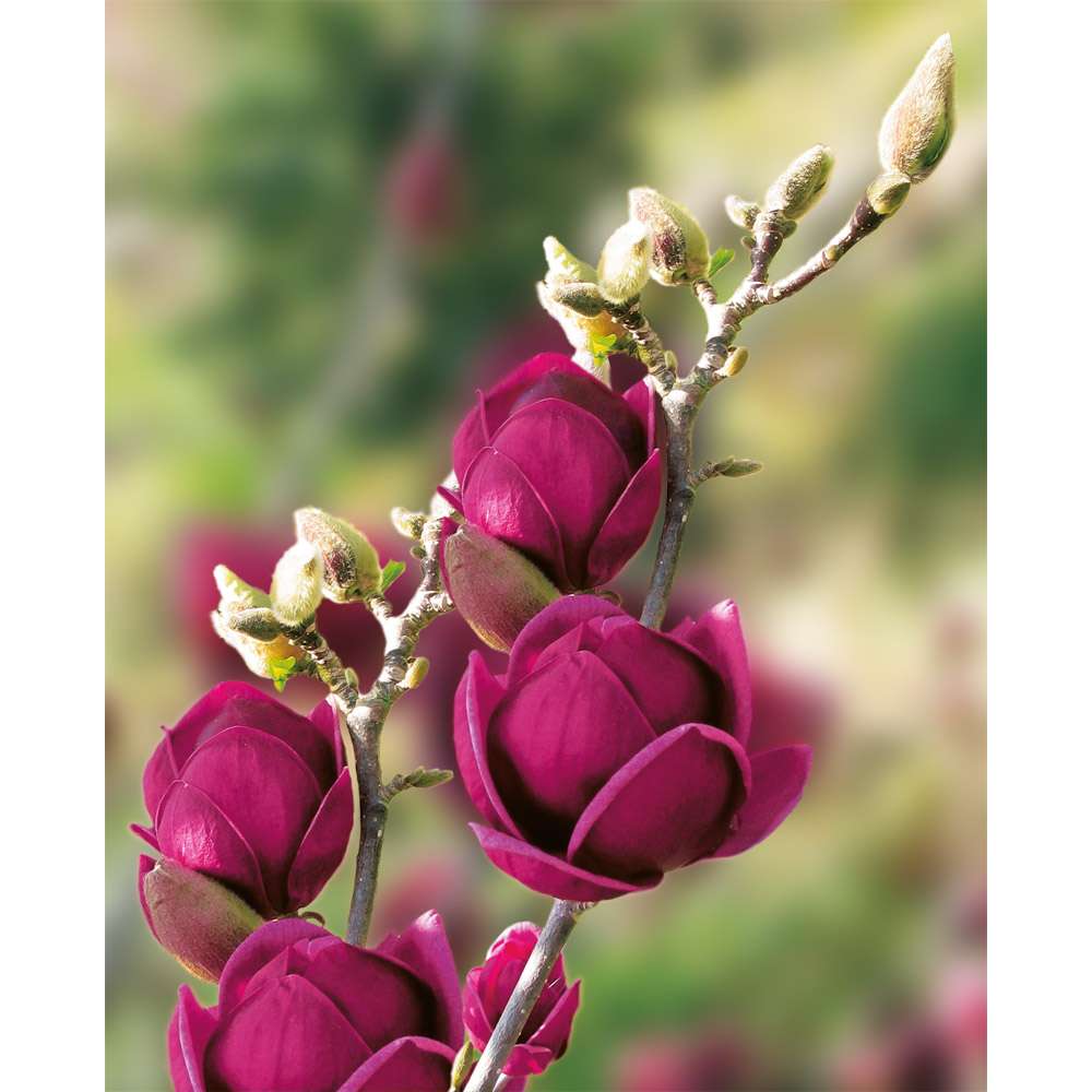Magnolie 'Genie' | Magnolien | Blh & Ziergehlze | Ahrens+Sieberz -  Pflanzenversand & Gartenbedarf