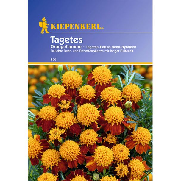 Tagetes 'Orangeflamme'