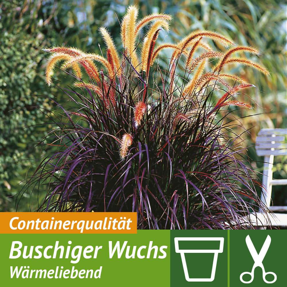 49+ Lampenputzergras Teich, Das lampenputzergras red head zeichnet