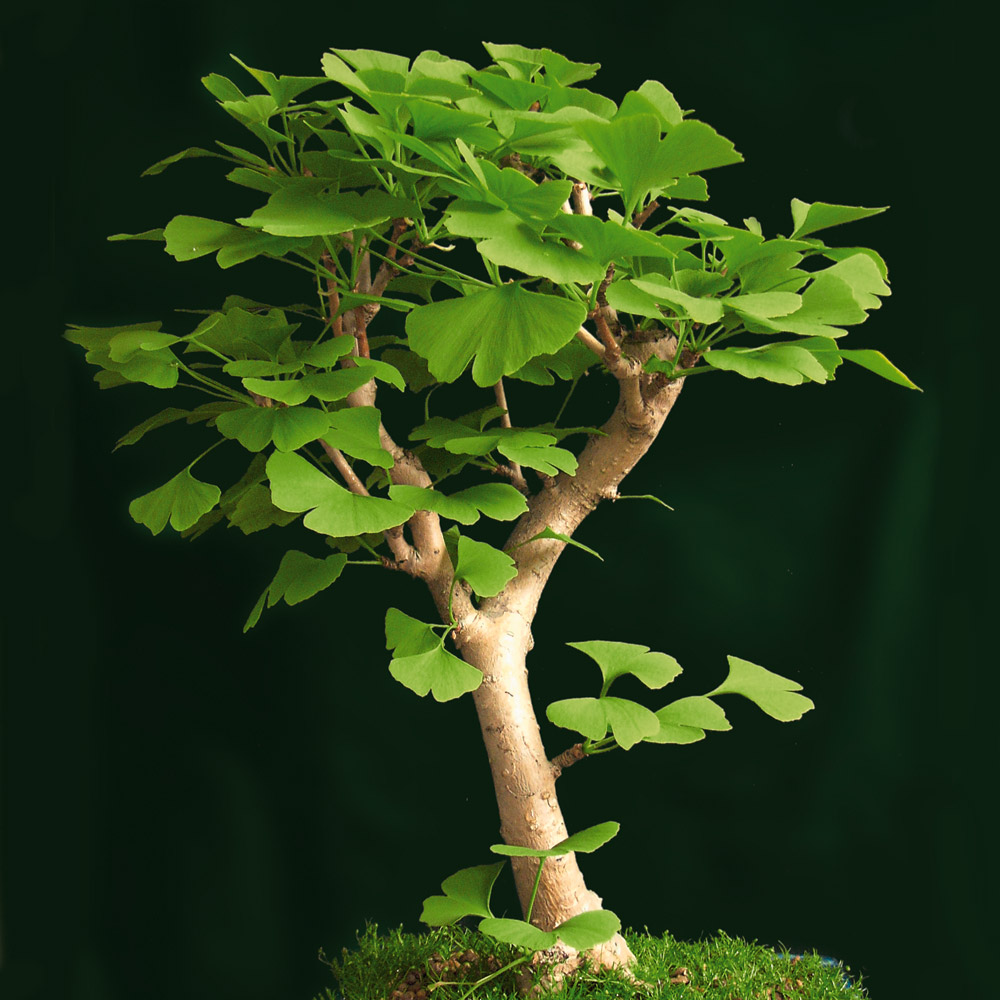 Ginkgobaum Ginkgo biloba Pflanze 55-60cm Ginko Rarität Baum des Jahrtausends 