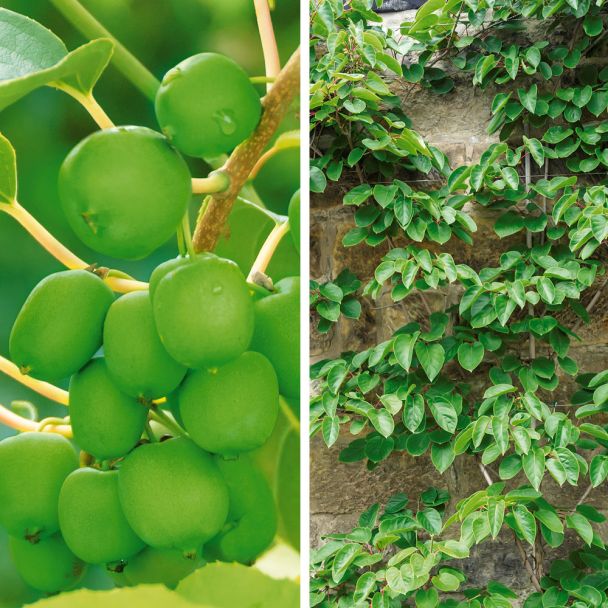 Set-Preis: Trauben-KiwiBerry® 'Fresh Jumbo' + Trauben-KiwiBerry® 'Romeo'