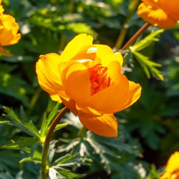 BIO Trollblume 'Goldkönigin'