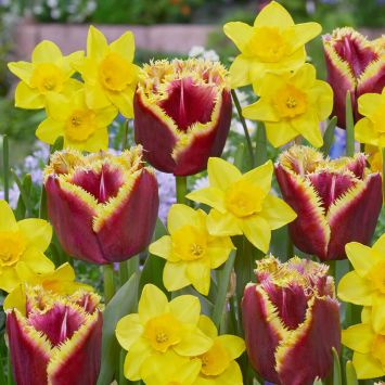 Tulpen-Narzissen-Mix Golden Treasures