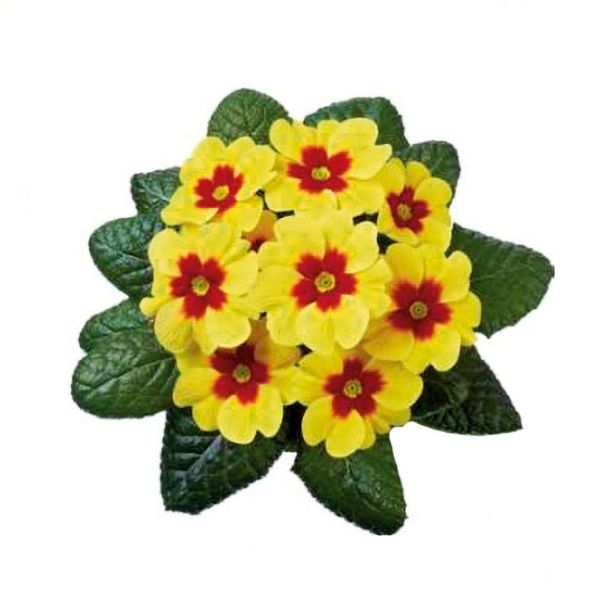 Sternprimel Jupiter® Yellow with Red Eye