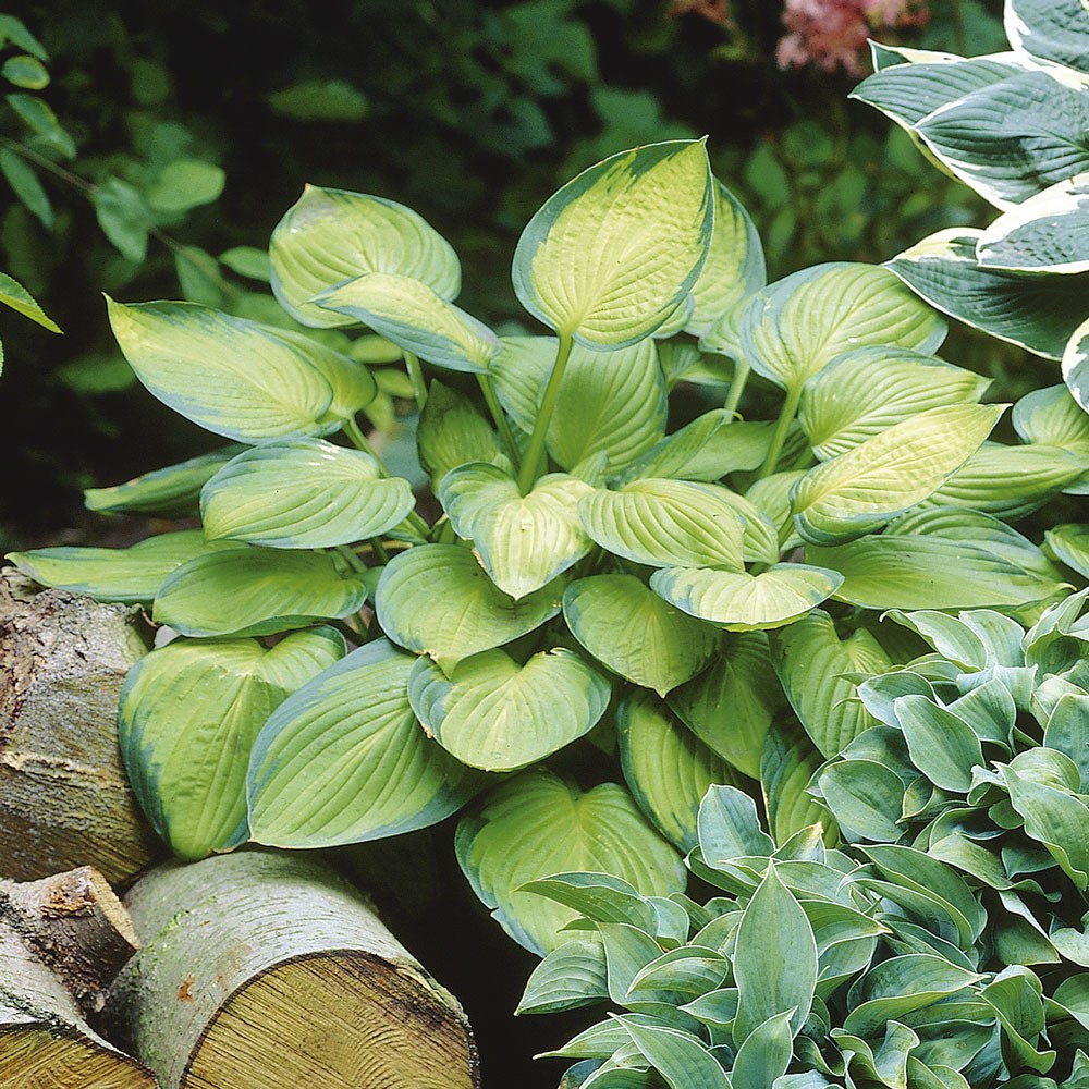 Hosta Hybriden Gold Standard Hostas Blattstauden Stauden Ahrens Sieberz Pflanzenversand Gartenbedarf