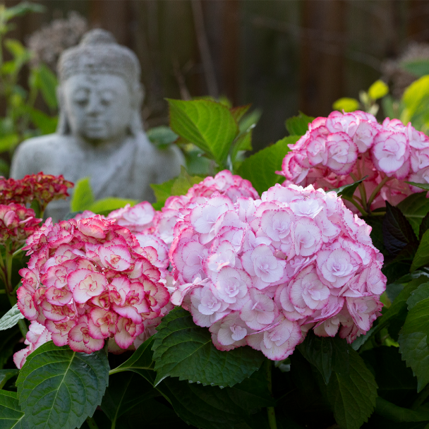 Hortensie Angelika