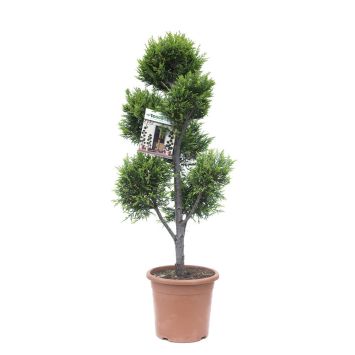 Riesenzypresse ‘Castlewellan Gold’
