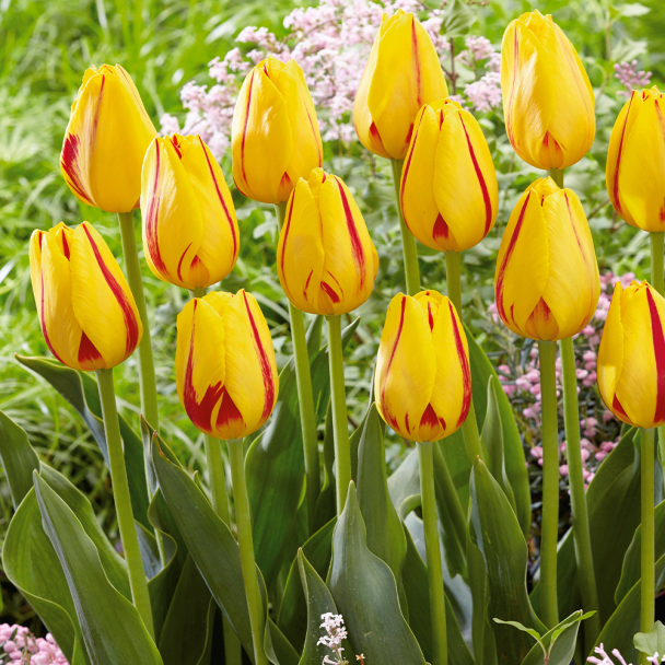 Tulpe Triumph Freedom Flame