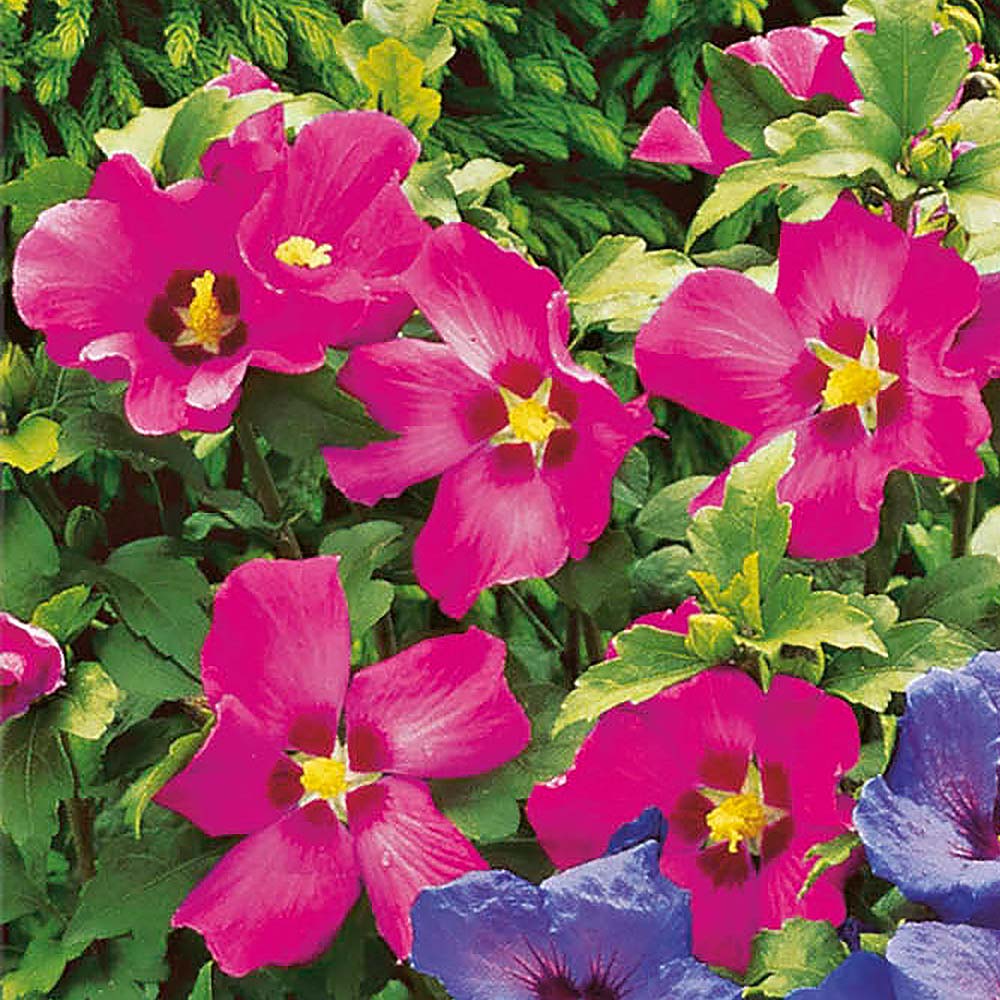 Winterharter Hibiskus, rosa / rot Hibisken Blüh & Ziergehölze
