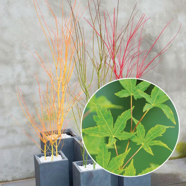 Japanischer Ahorn, Acer palmatum Bi Hoo