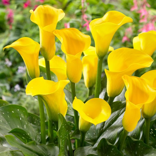 Calla (Zantedeschia) Goldgelb