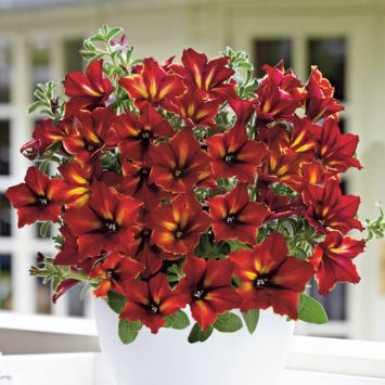 Petunie 'Crazytunia' Mandeville, Rot-Gold