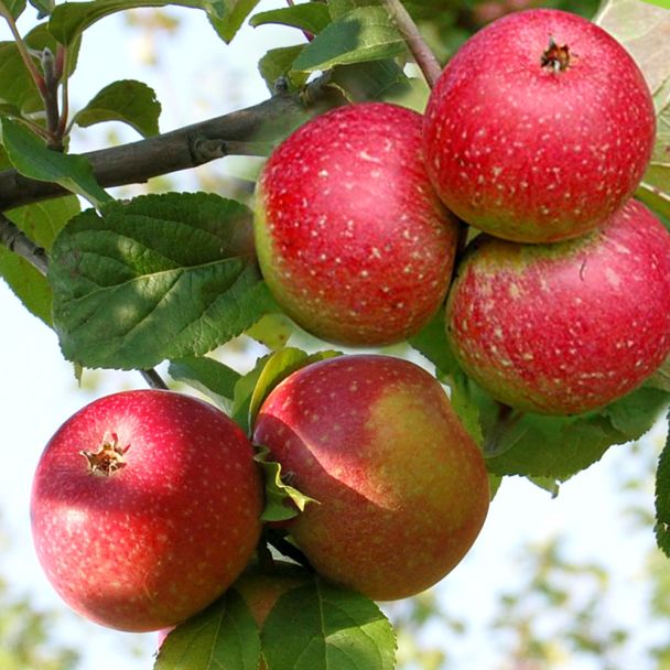 Apfel 'Rote Sternrenette'
