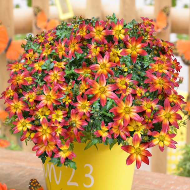 BeeDance® 'Fire Wheel'