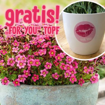 BIO Pixi Pan – Der rote Tausendblüher