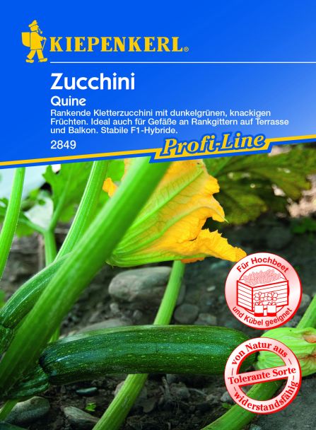 Zucchini 'Quine' F1, grün